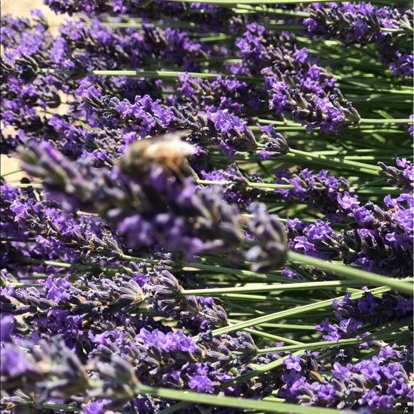 Profile Picture of Venus O c (@venuso) on Poshmark