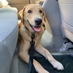 Profile Picture of Bailey And Kai (@baileyandkai) on Instagram