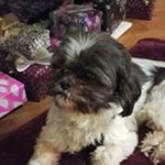 Profile Picture of Peggy Rose Arsenault (@peggyarsenault) on Instagram