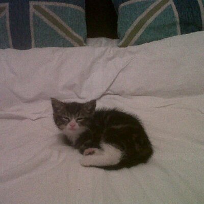 Profile Picture of Lewis Glen Macdonald (@Macca10Mollison) on Twitter