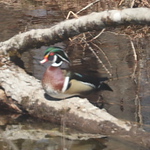 Profile Picture of Christopher Kelly (@chriskelly808) on Flickr