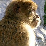 Profile Picture of Steve Poulton (@lobobsme) on Instagram