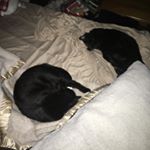 Profile Picture of Joshua Stoner (@joshs_cats) on Instagram