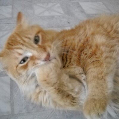 Profile Picture of Bruno N Leo (@RobinNLeo) on Twitter