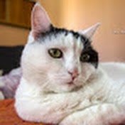 Profile Picture of Patrick Mueller (@patrickmueller2375) on Youtube