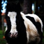 Profile Picture of Anna Capperon (@antoine_et_anna) on Instagram