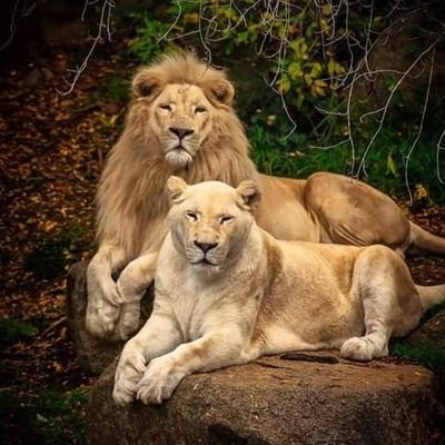 Profile Picture of Greg Lester (@GregLes94838222) on Twitter