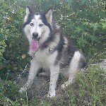 Profile Picture of Rogelio Vasquez (@djchimi17) on Instagram