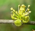 Profile Picture of Forestieraon Wikipedia