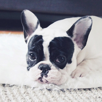 Profile Picture of Violet Pig Simpson (@lifeofvi) on Twitter