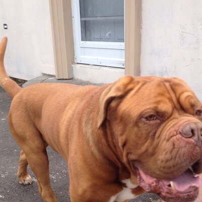 Profile Picture of Jason Lavigne (@bighead341) on Twitter