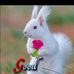 Profile Picture of Mohammad Gulam (@Mohammad-Gulam) on Facebook