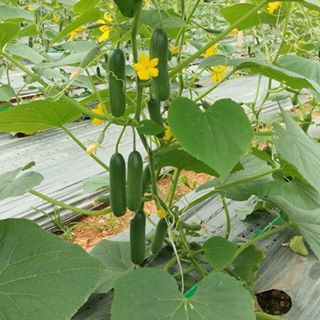 Profile Picture of Tong Bui Huu (@tong.buihuu.7) on Facebook