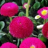 Profile Picture of 🌹 my name Roshni Ch (@@team_golden_engle) on Tiktok