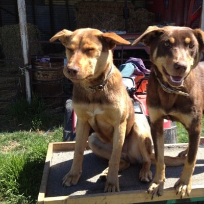 Profile Picture of Heidi Reid (@YarrabinHeidi) on Twitter