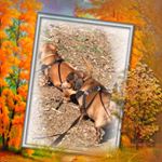 Profile Picture of Vicki L Rhea (@vicluvfancy) on Instagram