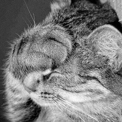 Profile Picture of Matt Wines (@WinesMatt) on Twitter