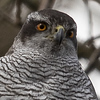 Profile Picture of Ton de bloeme (@ton266) on Flickr