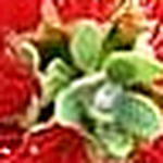 Profile Picture of Ivone Silva (@Lehua Artesanal) on Flickr