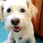 Profile Picture of albert jarratt (@albertthedoggie) on Instagram