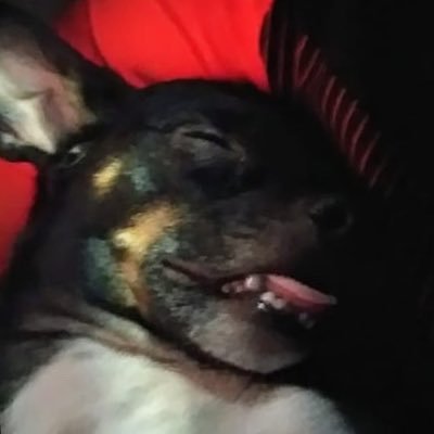 Profile Picture of Michael Sarlo (@michaelsarlo4) on Twitter