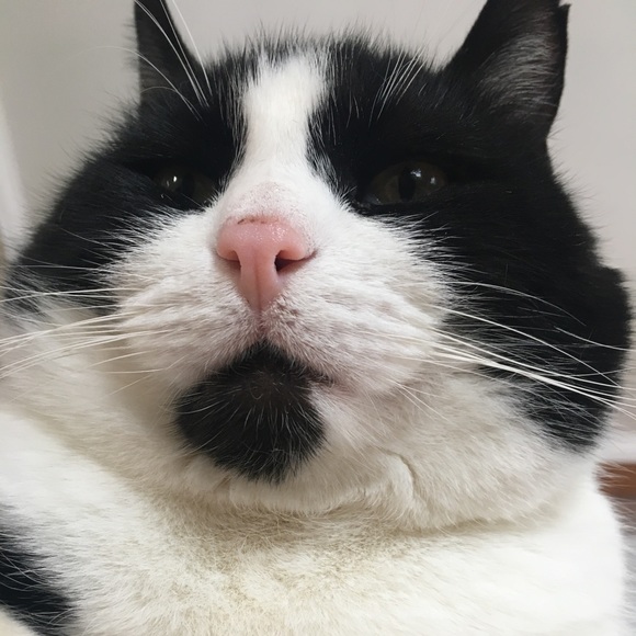 Profile Picture of Brandon Gilbert (@brandon23506) on Poshmark