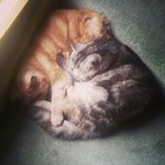 Profile Picture of Ally McConnell (@allybally207) on Instagram