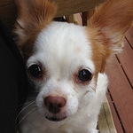 Profile Picture of Joanne Smith (@joannessmith) on Flickr