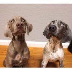 Profile Picture of Lucy & Benson (@lucy_and_benson) on Instagram