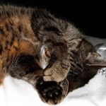 Profile Picture of Sabine Fuchshofen (@sabinefuchshofen) on Instagram