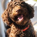 Profile Picture of Pudla 🐩 🐾DOBRILA🐾 (@dobrila_pudla) on Instagram