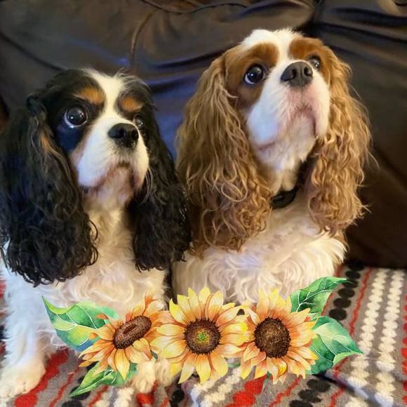 Profile Picture of Sheri Cromwell (@shericromwell) on Poshmark