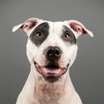 Profile Picture of Ricky the Deaf Pitty (@rickythedeafpitty) on Instagram