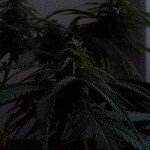 Profile Picture of Ermitaño Seeds (@ermiseeds) on Instagram