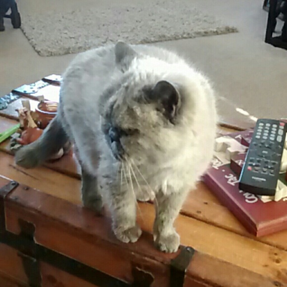 Profile Picture of Shiryl Hogue (@shogue5050) on Poshmark