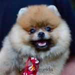 Profile Picture of Hugo Pacheco pom (@hugopachecopom) on Instagram