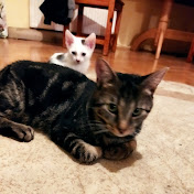 Bublik  - Youtube Profile Picture of Bublik  (@user-hs6of2lb8u) on Youtube