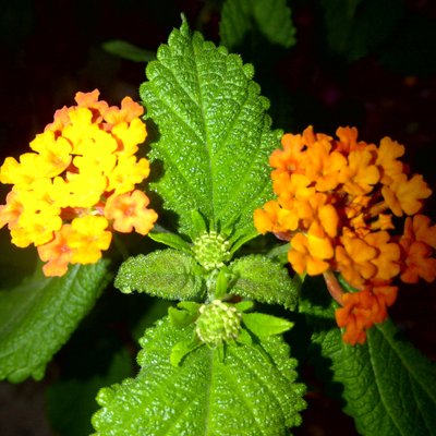 Profile Picture of Mario Jose Malave (@mariojosemalav1) on Twitter