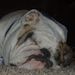 Profile Picture of Nicholas Birkel (@brotatochip711) on Pinterest