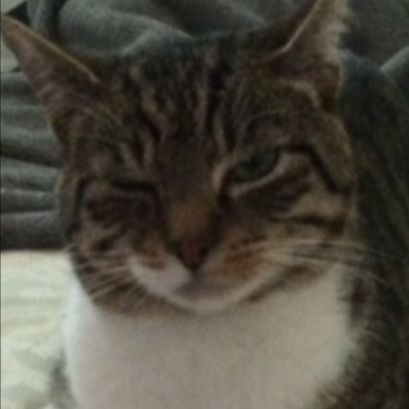 Profile Picture of Saman Zadeh (@dodex) on Poshmark