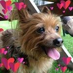 Profile Picture of Anne Huddleston (@annieh0601) on Instagram