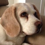 Profile Picture of John Preston (@bellabeagledog) on Instagram