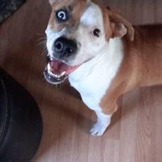 Profile Picture of Derek Gentry (@DOG5OLDIER70) on Twitter