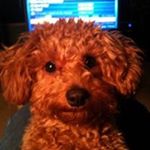 Profile Picture of David Liskov (@davidliskov) on Instagram