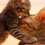 Profile Picture of Amber (@leopard_9) on Instagram