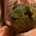 Profile Picture of Pearl Reilly (@the1hurd) on Instagram