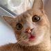 Profile Picture of れいこ いがらし (@sambusinova) on Pinterest