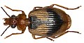 Profile Picture of Lebia - Wikipediaon Wikipedia