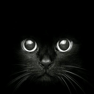 Profile Picture of Alex Serret (@alextito1263) on Twitter