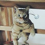 Profile Picture of Bolette Carlsen (@carstencat) on Instagram